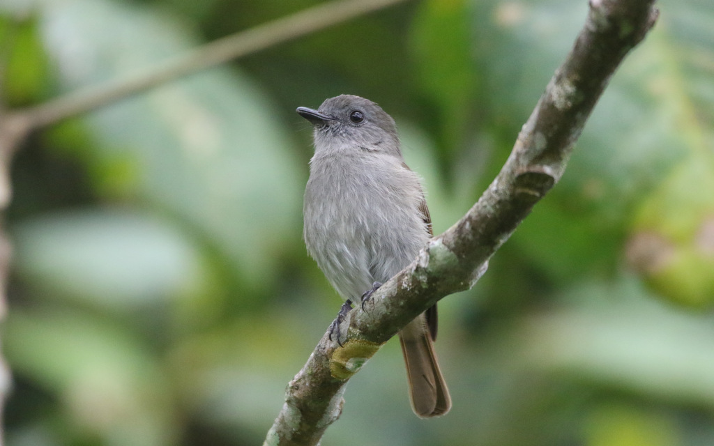 West Flores Birding Tours