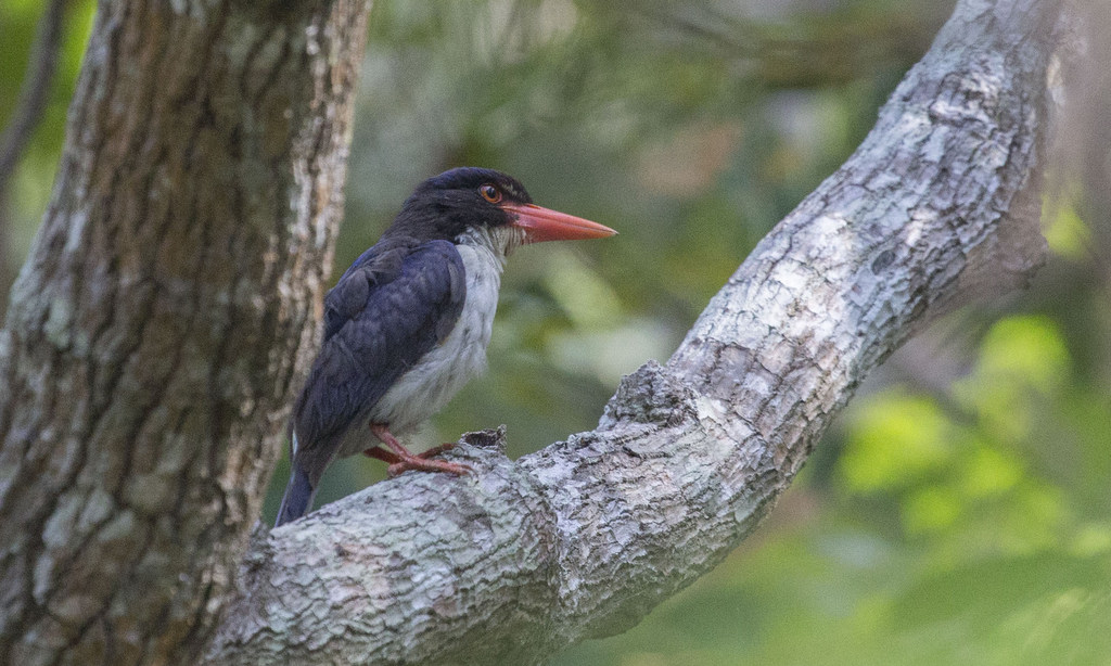 Komodo - Sano Nggoang Flores Birding