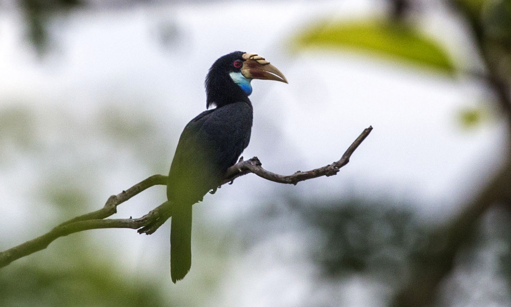 Komodo - Flores - Sumba Birding