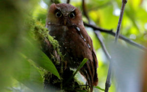 Flores Scops Owl, Otus alfredi, Flores Endemic birds