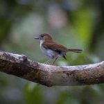 Sumba Flycatcher - Sumba Birding