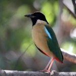 Elegant Pitta - Labuan Bajo